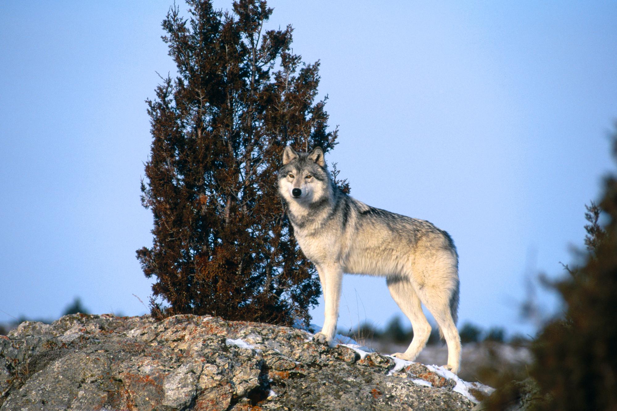 Волк наблюдает. Волк серый. Скандинавский волк. Красивый волк. Изображение волка.