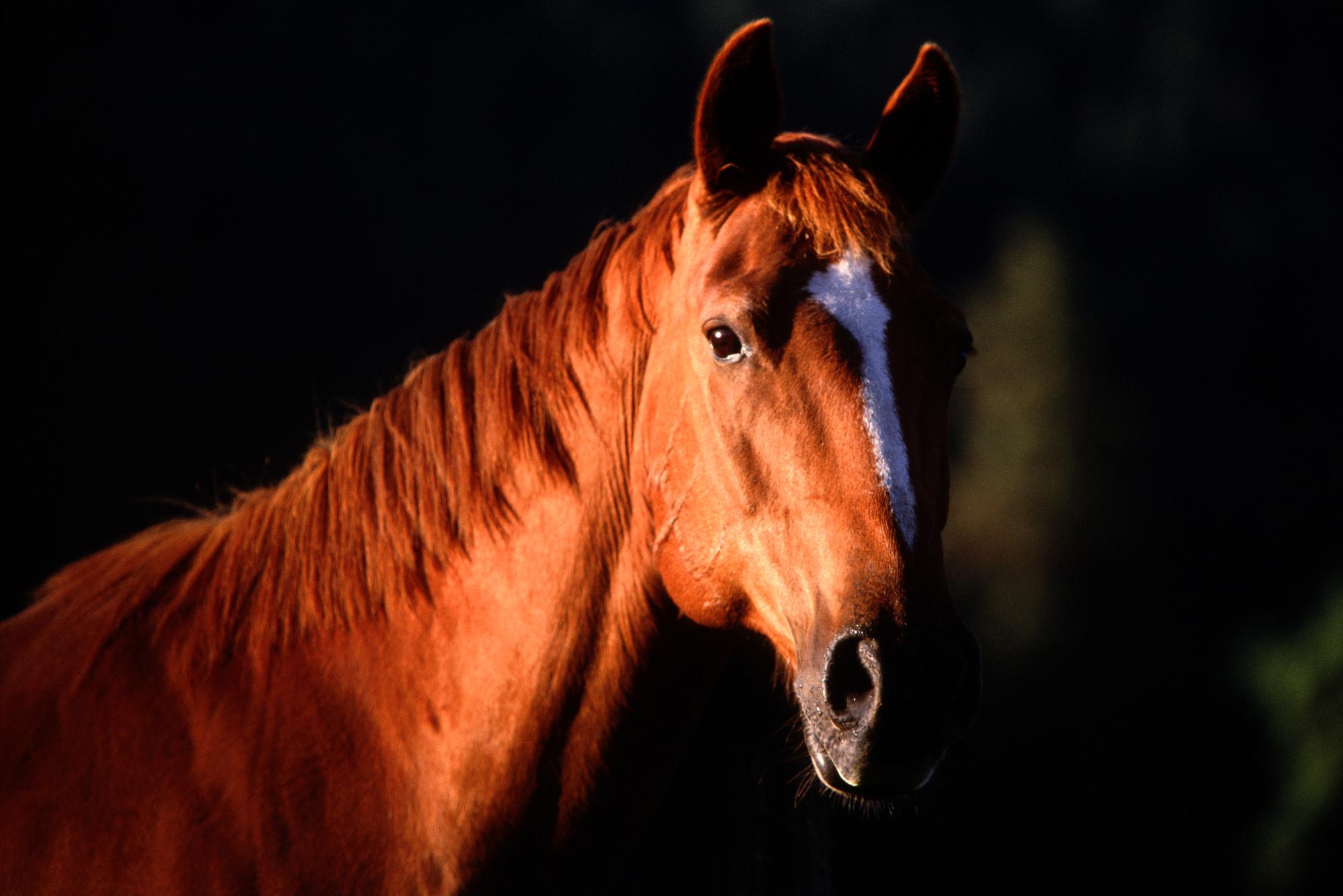 Рыже черная лошадь. Рыжая лошадь. Морда лошади. Красивые морды лошадей. Красивый рыжий конь.