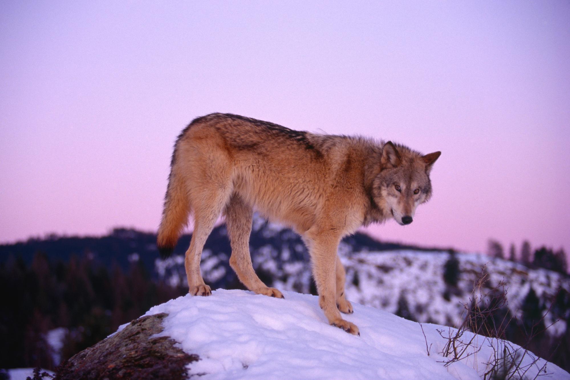 Дикие волки 3. Рыжий Степной волк. Плато Путорана волк. Волк скалистых гор. Красный горный волк.