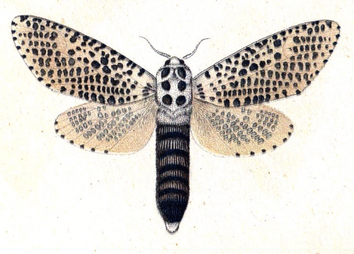 Энтомология (наука о насекомых в картинках)