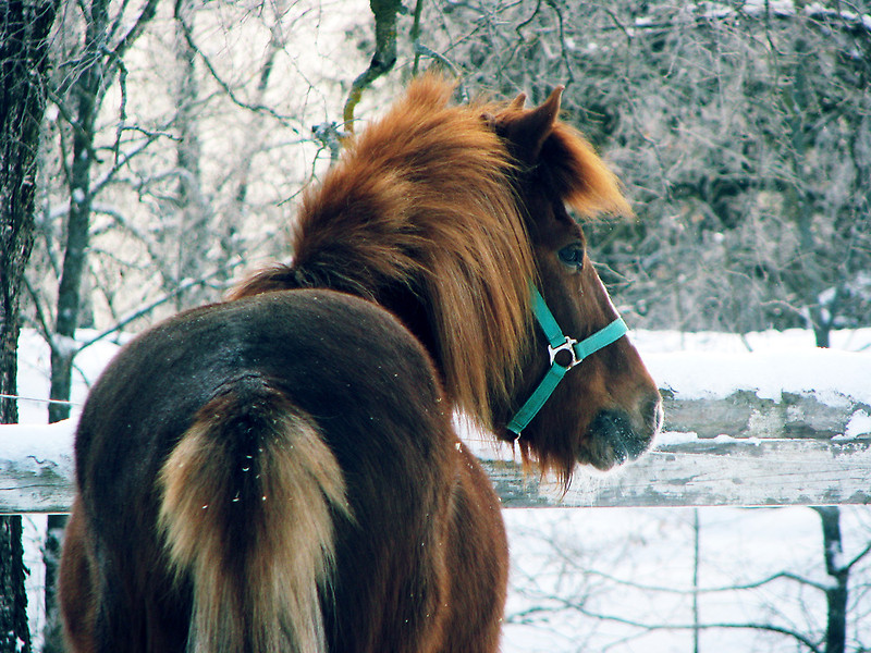 Фото с лошадью позы. Забавные фото с лошадками зимой. Лошадь красивые слова