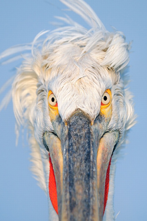Animal world through the eyes of Werner Bollmann (39 pictures)