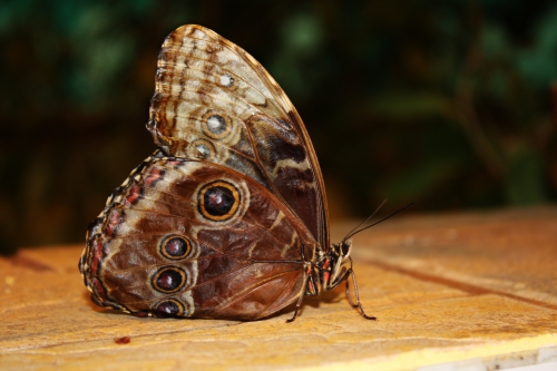 Фото - Бабочки | Photo - Butterfly (11 картинок)