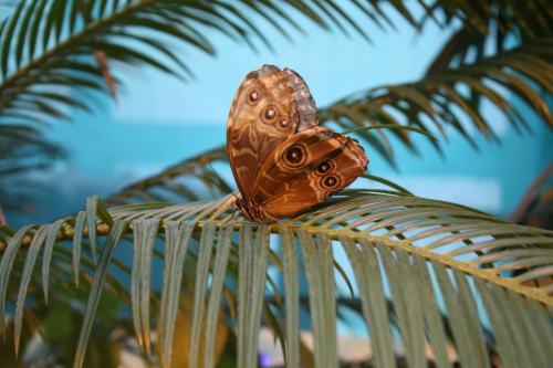Фото - Бабочки | Photo - Butterfly (11 картинок)