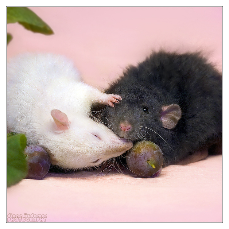 Мыши пара. Милые крысы. Парочка крыс. Черная и белая крыса. Две крысы черная и белая.