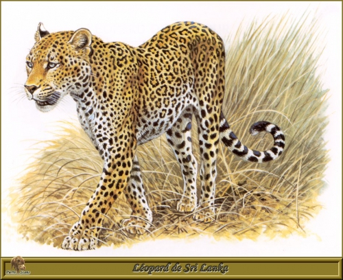 Роберт Даллет. Семейство Кошачьи | Painted Felines by Robert Dallet (152 работ)