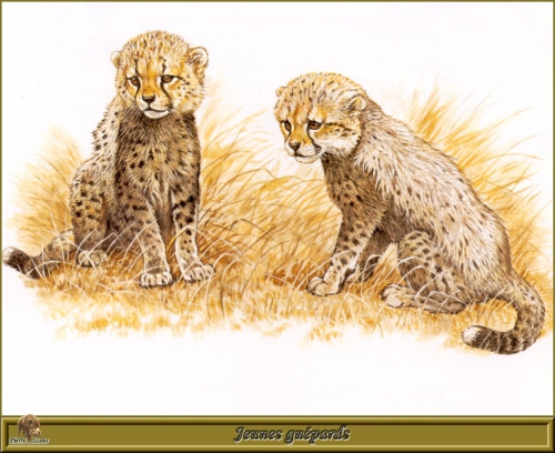 Роберт Даллет. Семейство Кошачьи | Painted Felines by Robert Dallet (152 работ)