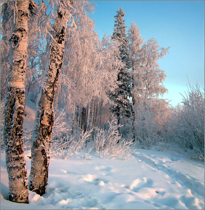 Зима пришла. Береза зимой. Февральский зимний лес. Зимний день. Зимний пейзаж березы.