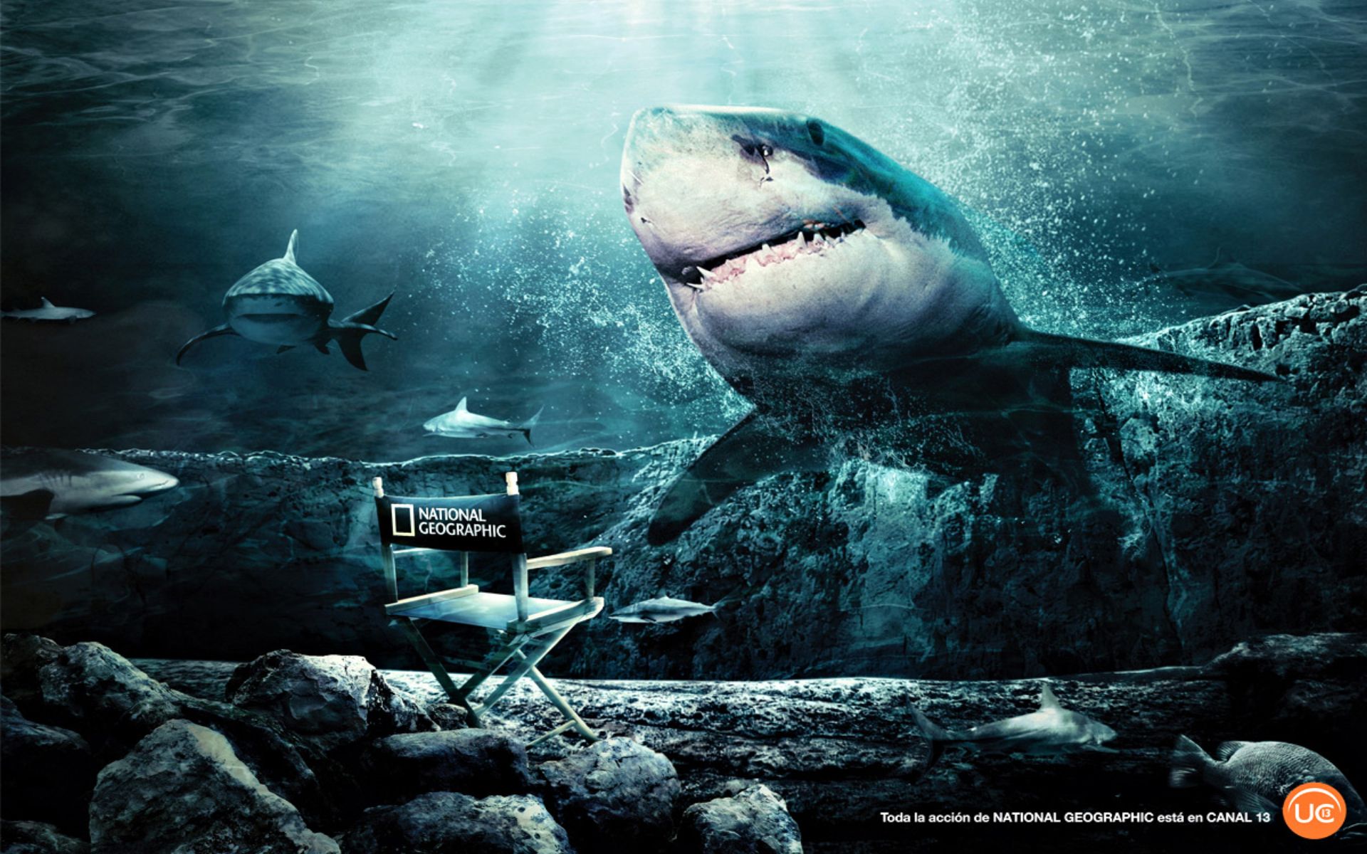 На телефон про акул. Красное море акулы МЕГАЛОДОН. МЕГАЛОДОН 2002.