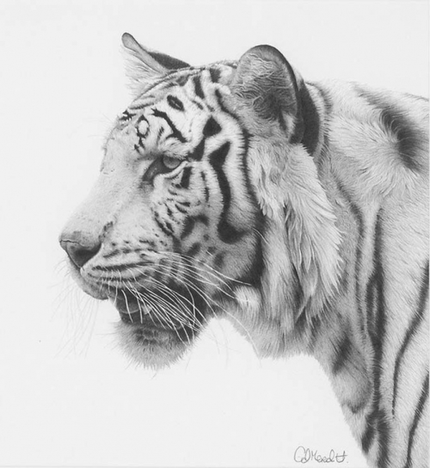 Рисунки в формате jpg. Клайв Меридит художник. Животные рисунки. Красивые рисунки. Тигр рисунок.