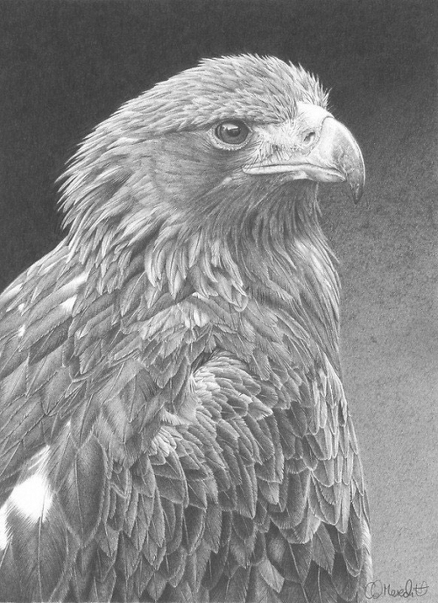 Рисунок орла. Орел рисунок. Орел карандашом. Орел черно белый. Реалистичные рисунки животных карандашом.