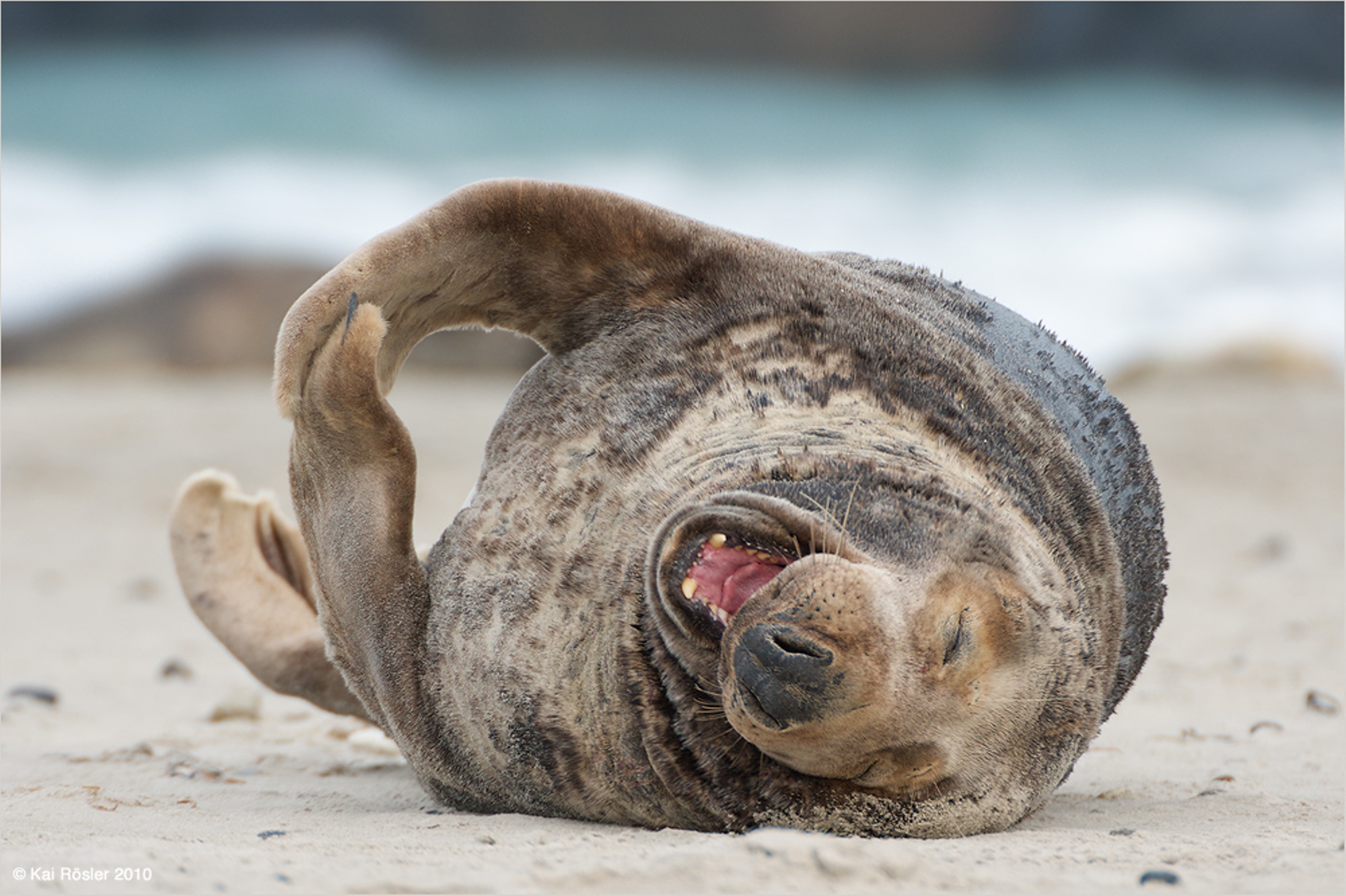 Залив стый смех. Морской котик. Морские котики на пляже. Тюлень. Смешной тюлень.