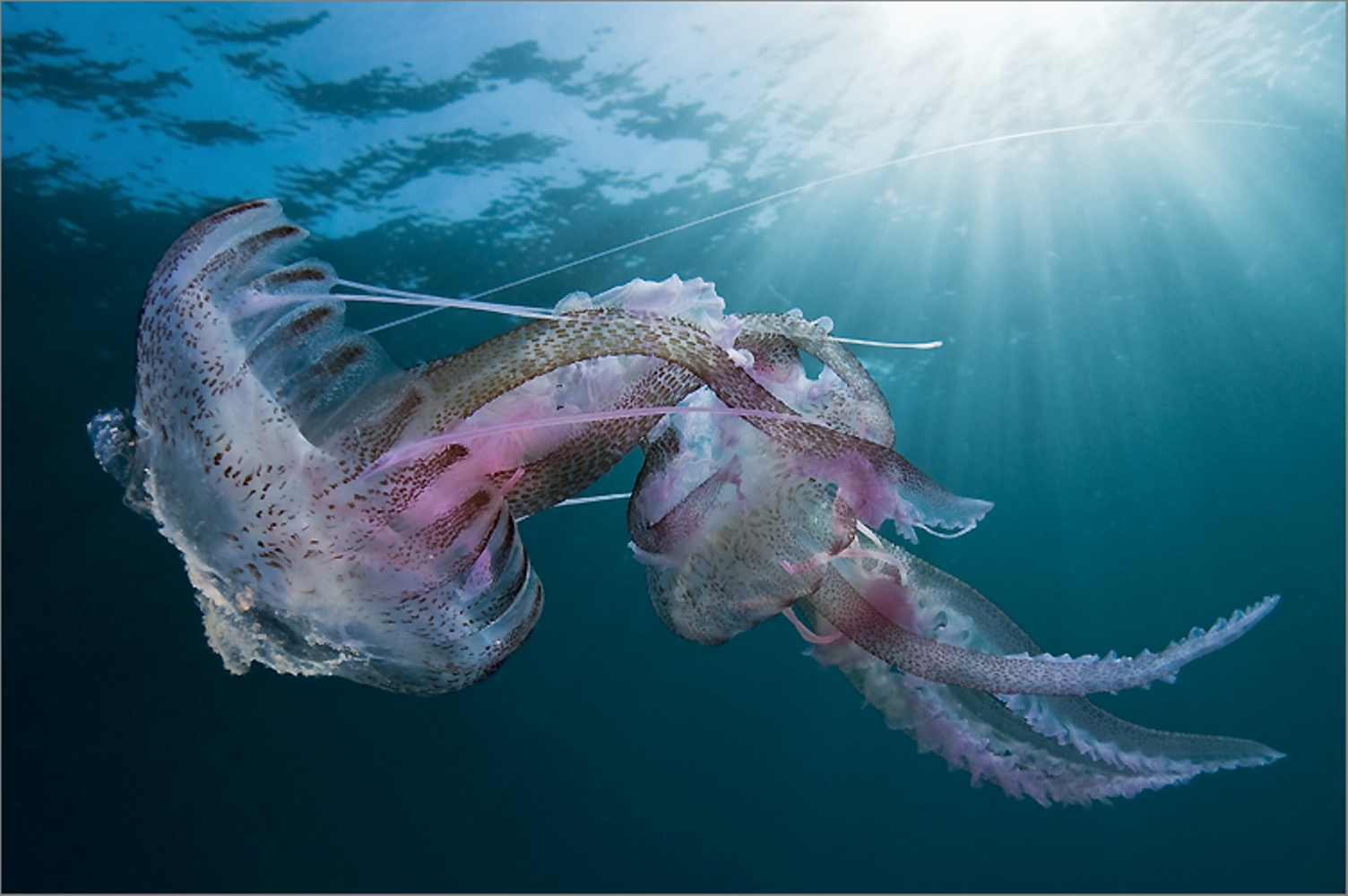 Море живое существо. Пелагия ночесветка (Pelagia Noctiluca). Pelagia Noctiluca медуза. Морские обитатели медуза. Медузы красного моря Физалия.