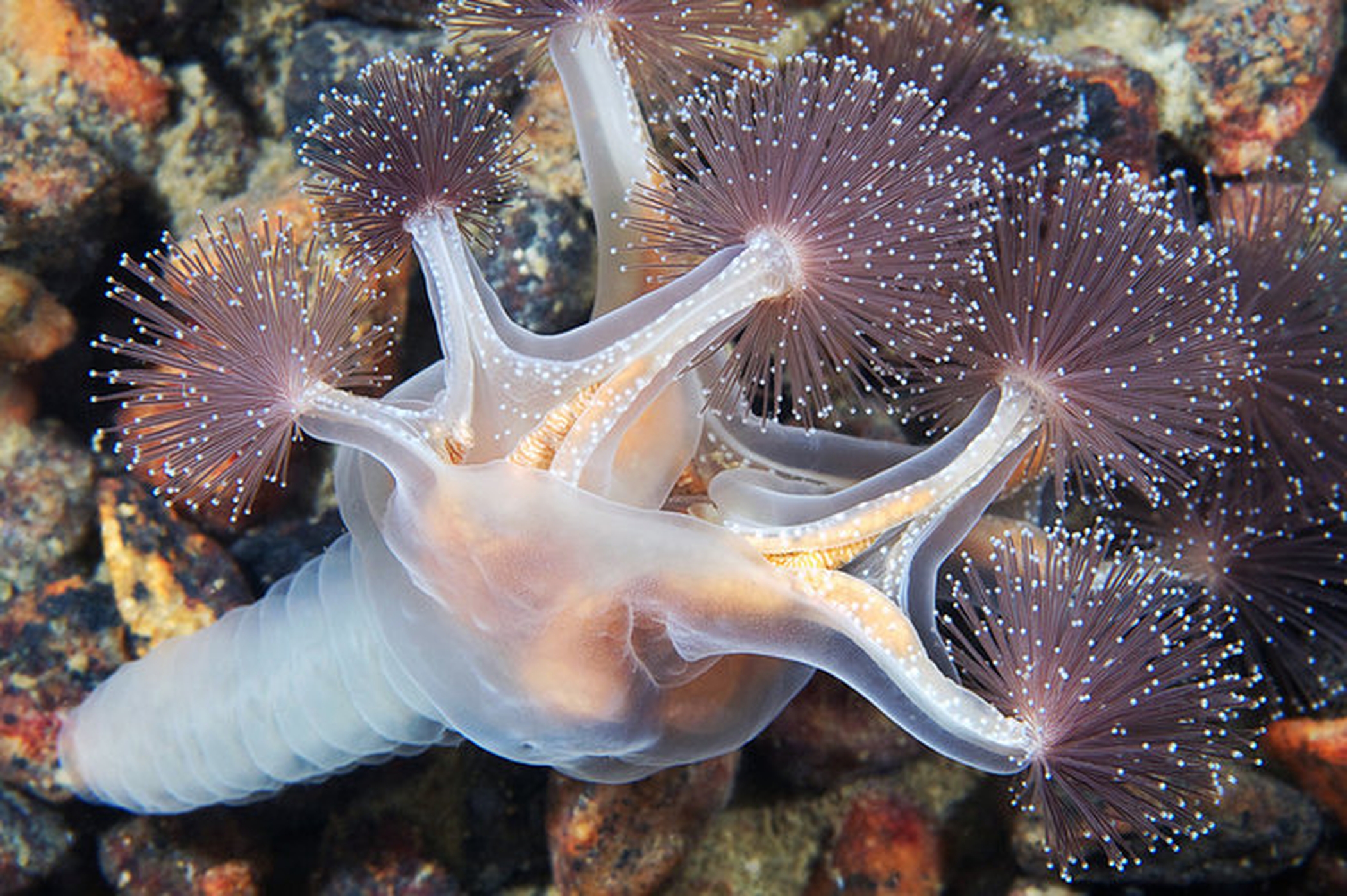 Губки моллюски. Люцернария медуза. Сидячая медуза люцернария. Северный Ледовитый океан подводный мир. Люцернария (Lucernaria quadricornis).