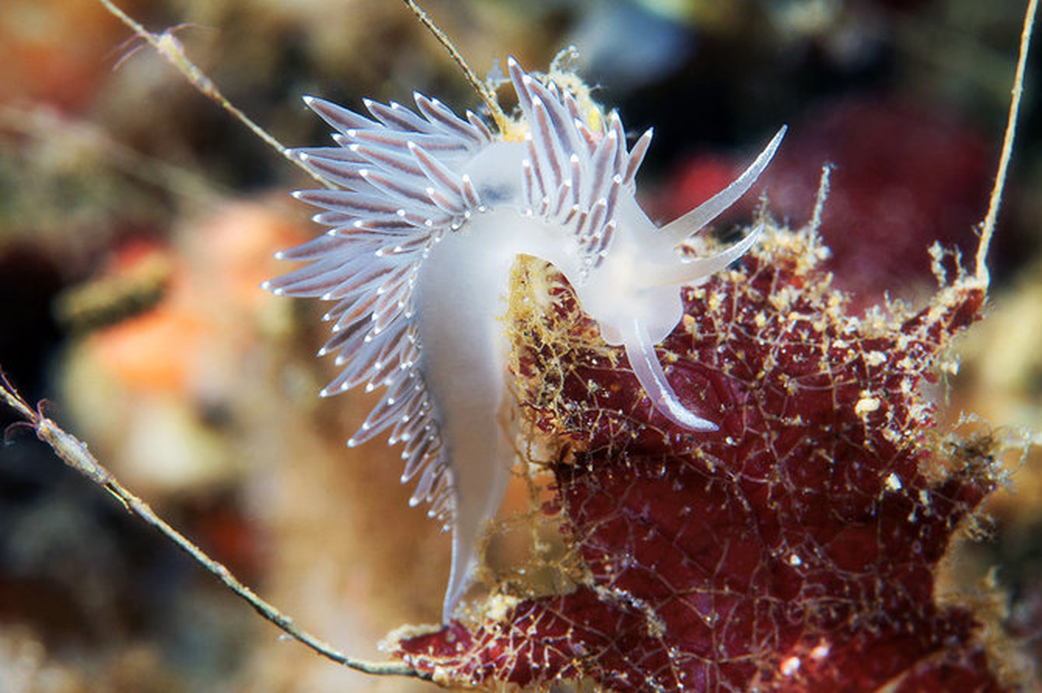 Беспозвоночные животные моллюски примеры. Голожаберные моллюски белого моря. Голожаберный моллюск корифелла. Coryphella verrucosa. Северный Ледовитый океан подводный мир.