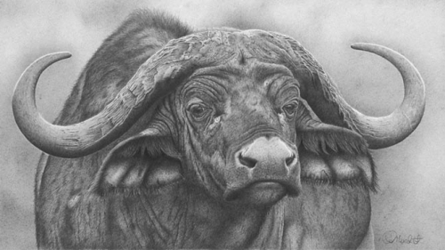 Удивительные графитовые рисунки животных от Клайв Мередит (Clive Meredith) (34 работ)