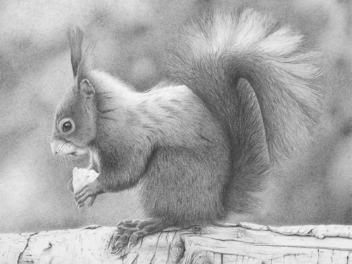 Удивительные графитовые рисунки животных от Клайв Мередит (Clive Meredith) (34 работ)