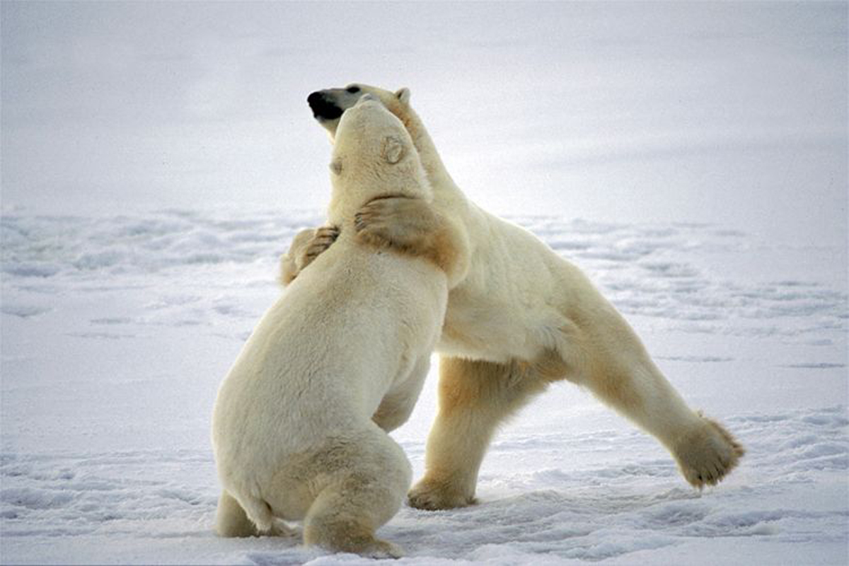 Dance bear com. Белый медведь на задних лапах. Животные севера. Белый медведь в арктической пустыне. Арктика медведи.