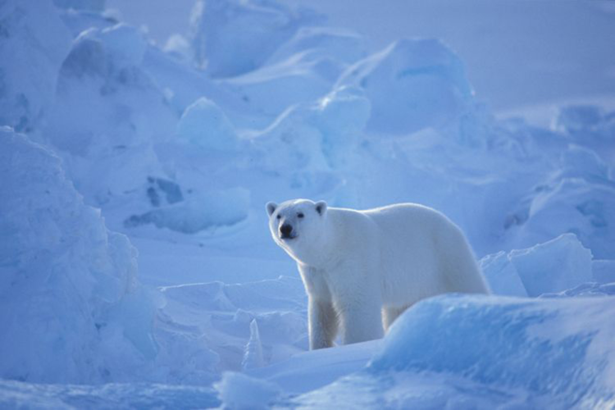 Arctic pole. Северный полюс Арктика. Животные севера. Белые медведи в Антарктиде. Животные Северного полюса.