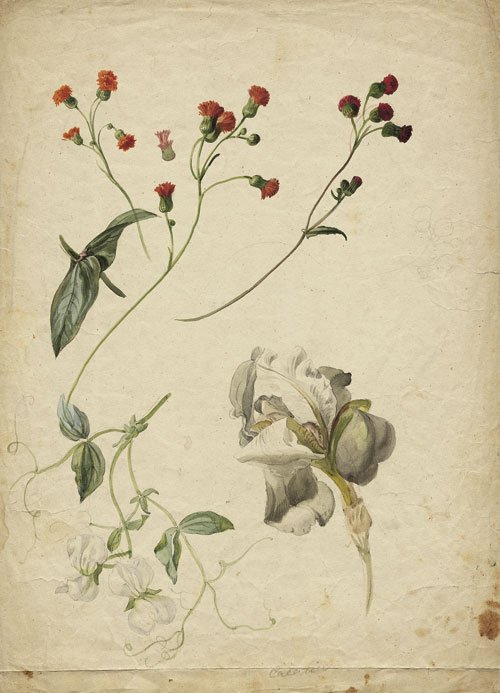 Натюрморты Franz Xaver Petter (Austrian, 1791-1866) (58 работ)