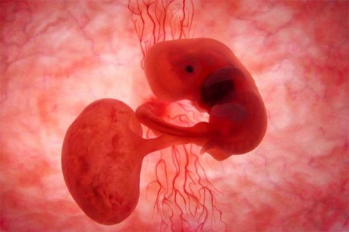 Животные в утробе матери (35 работ)