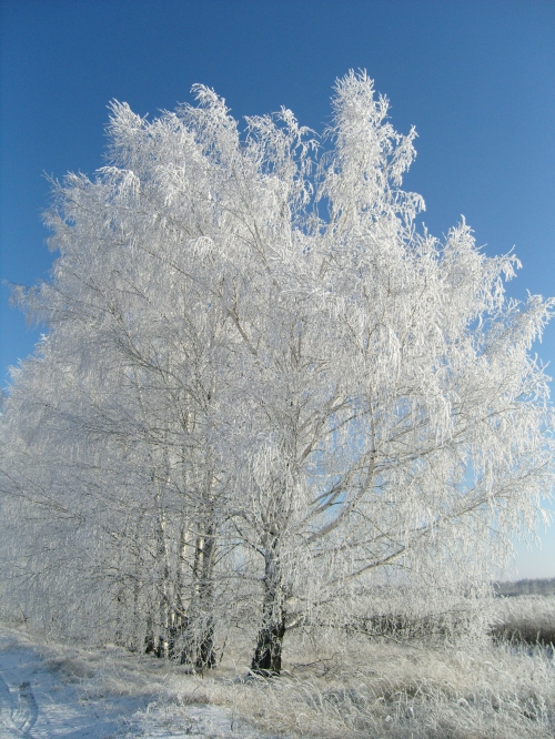 Зимние фотографии (31 фото)