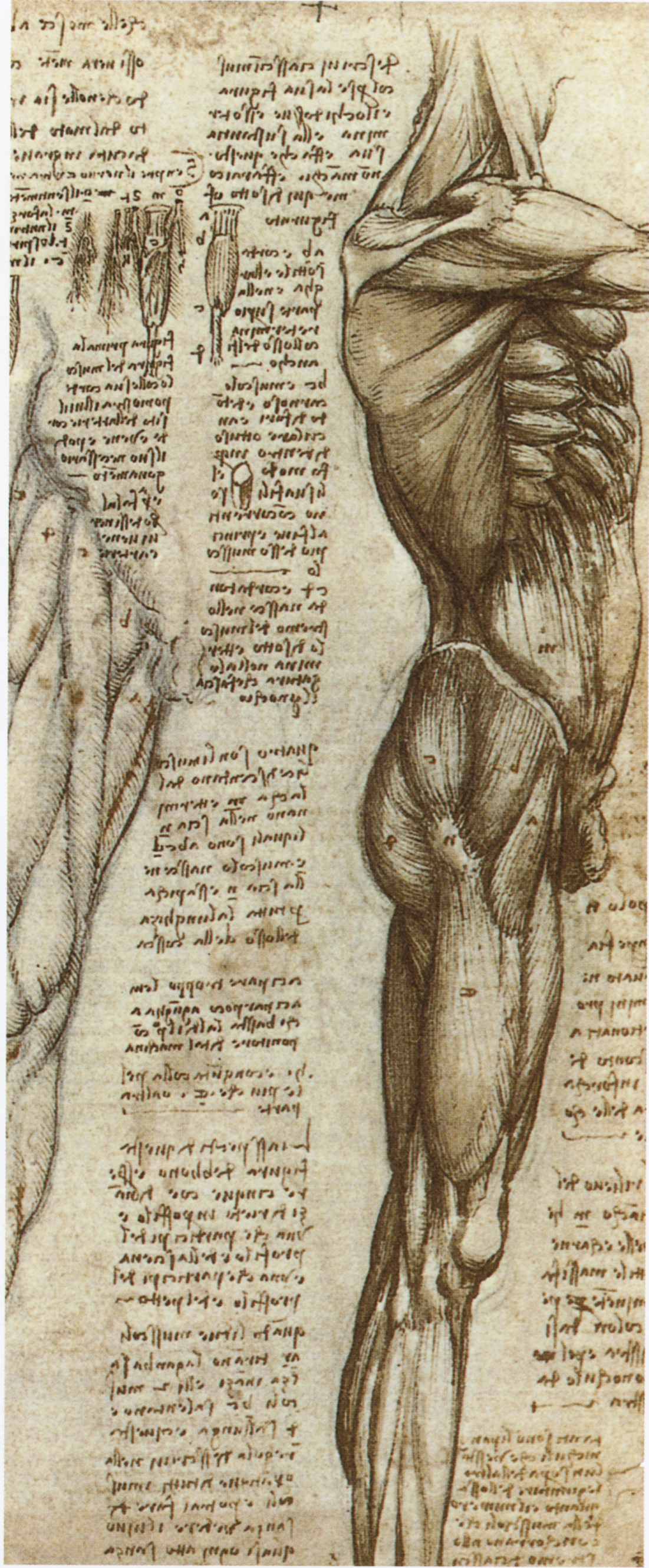 Тело возрождение. Анатомические зарисовки Леонардо Давинчи. Анатомические рисунки Леонардо да Винчи. Пластическая анатомия Леонардо Давинчи. Анатомические Наброски Леонардо да Винчи.