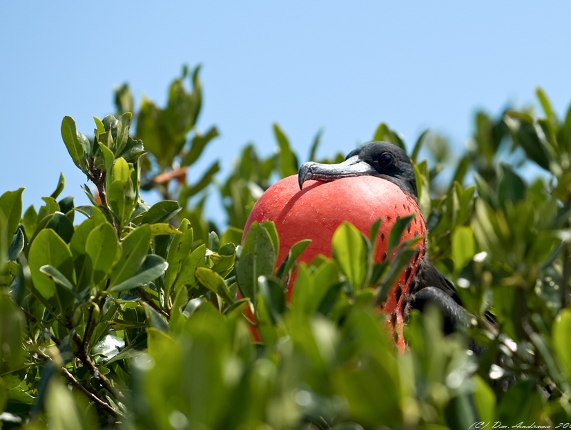 Птицы в Доминикане. Птицы Доминиканской Республики. Рыжая птица Фрегат.
