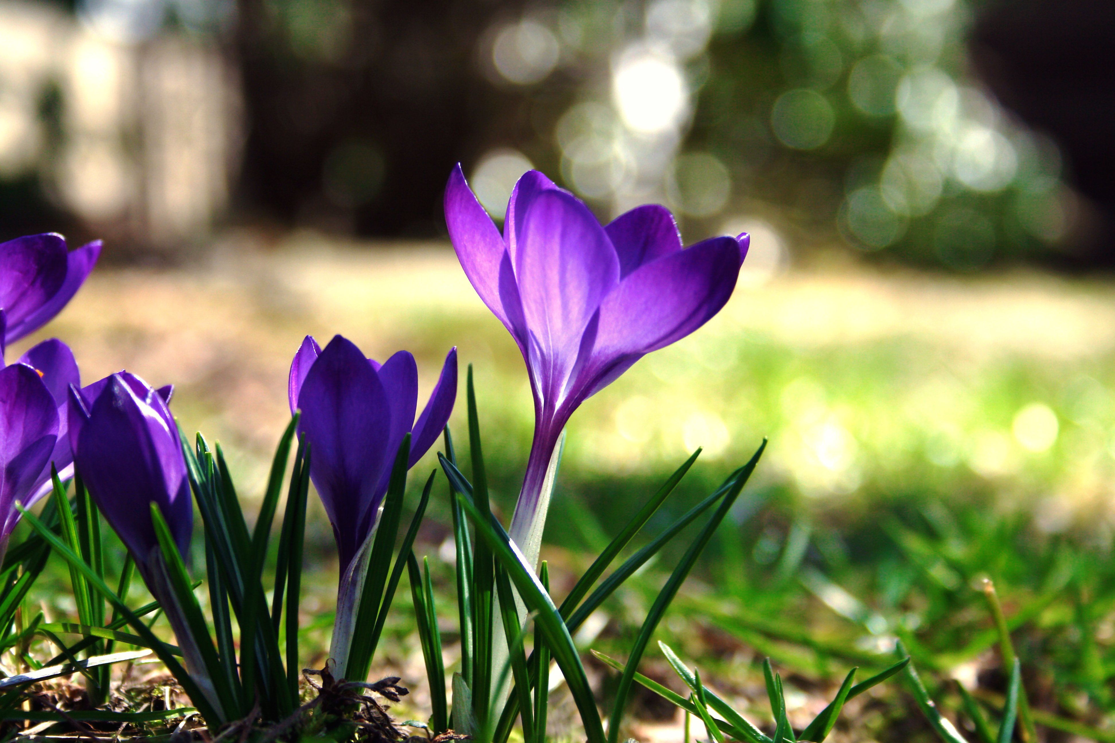 Картинки на заставку весенние цветы. Крокус весенний фиолетовый. Крокус Казань цветы. Крокусы степные цветы. Ранние цветы.