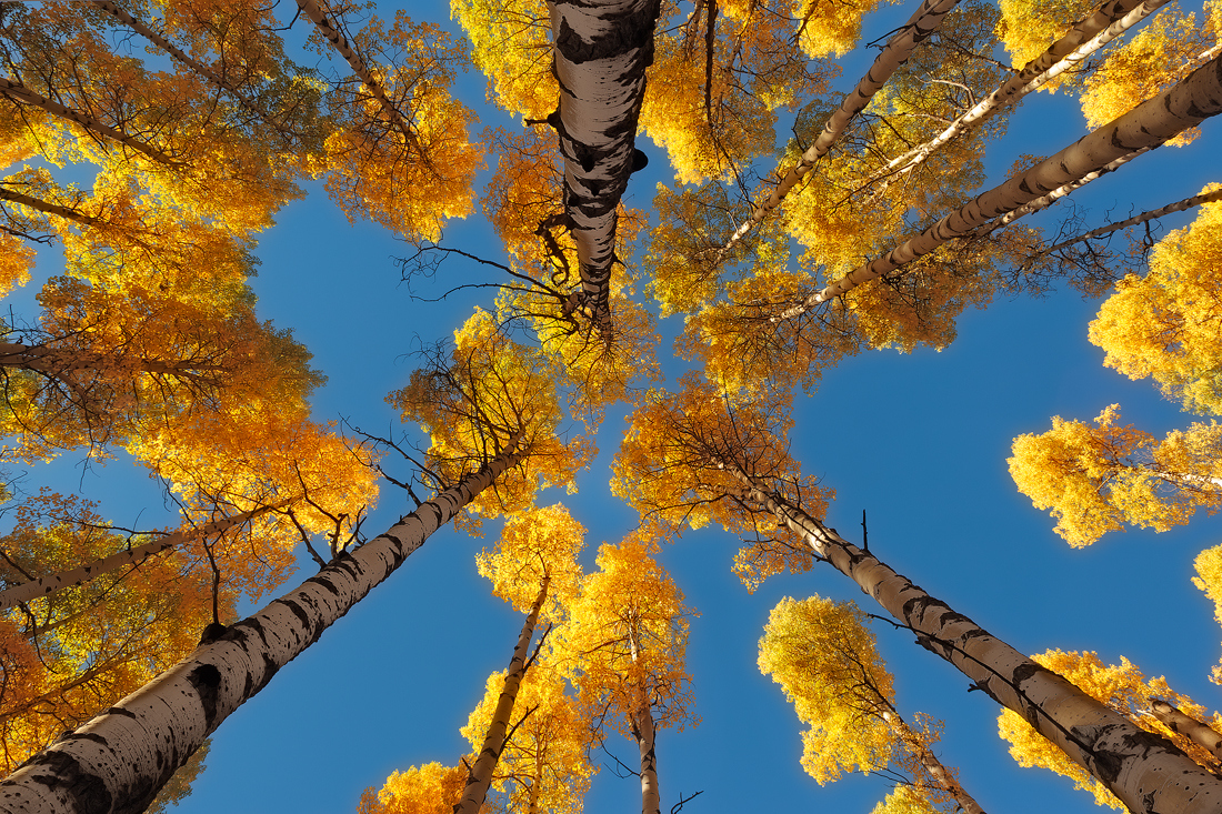 Закат золотит деревья старинной позолотой. Макушки осенних деревьев. Осеннее небо. Березы снизу. Берёза жёлтая.