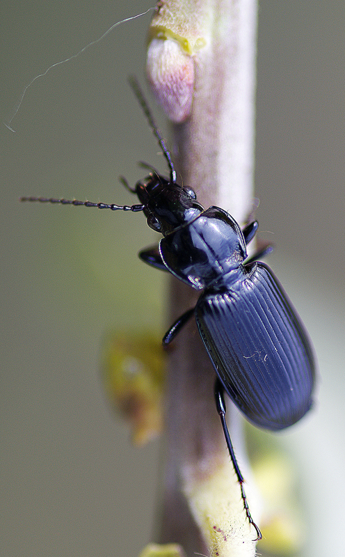 The world around us through a photographic lens - Insects: Coleoptera (Insects: Beetles) Part 2 (199 photos)