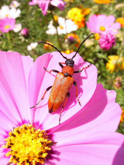 Навколишній світ через фотооб'єктив - Insects: Coleoptera (Комахи: Жуки) Частина 8 (282 фото)