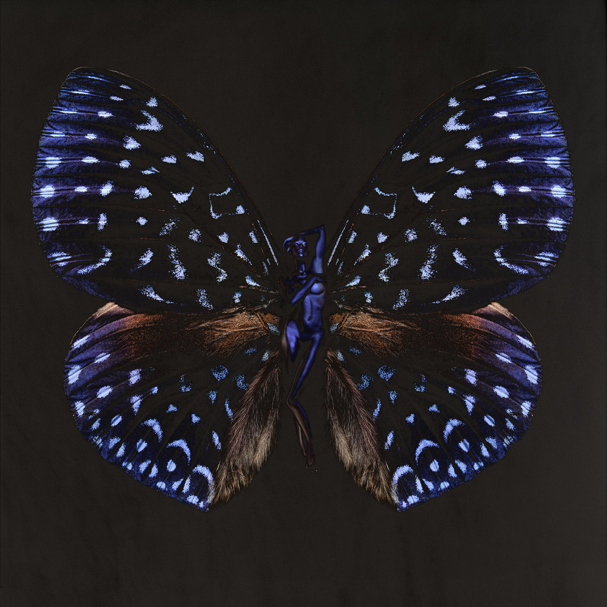 Черные ночные бабочки. Карстен Витте черные бабочки. Карстен Витте Психея. Чешуекрылые ночные бабочки. Темная бабочка.