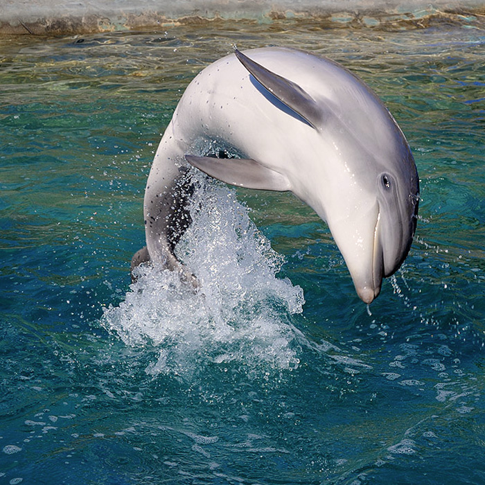 Дельфин живет в воде. Дельфин. Среда обитания дельфина. Дельфины ныряют. Дельфин ныряет.