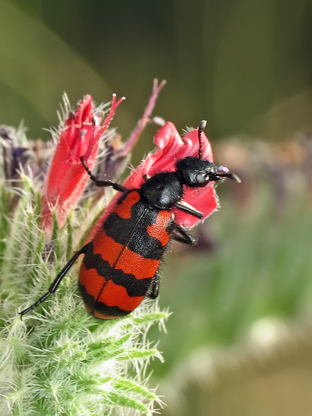 Навколишній світ через фотооб'єктив - Insects: Coleoptera (Комахи: Жуки) Частина 5 (191 фото)