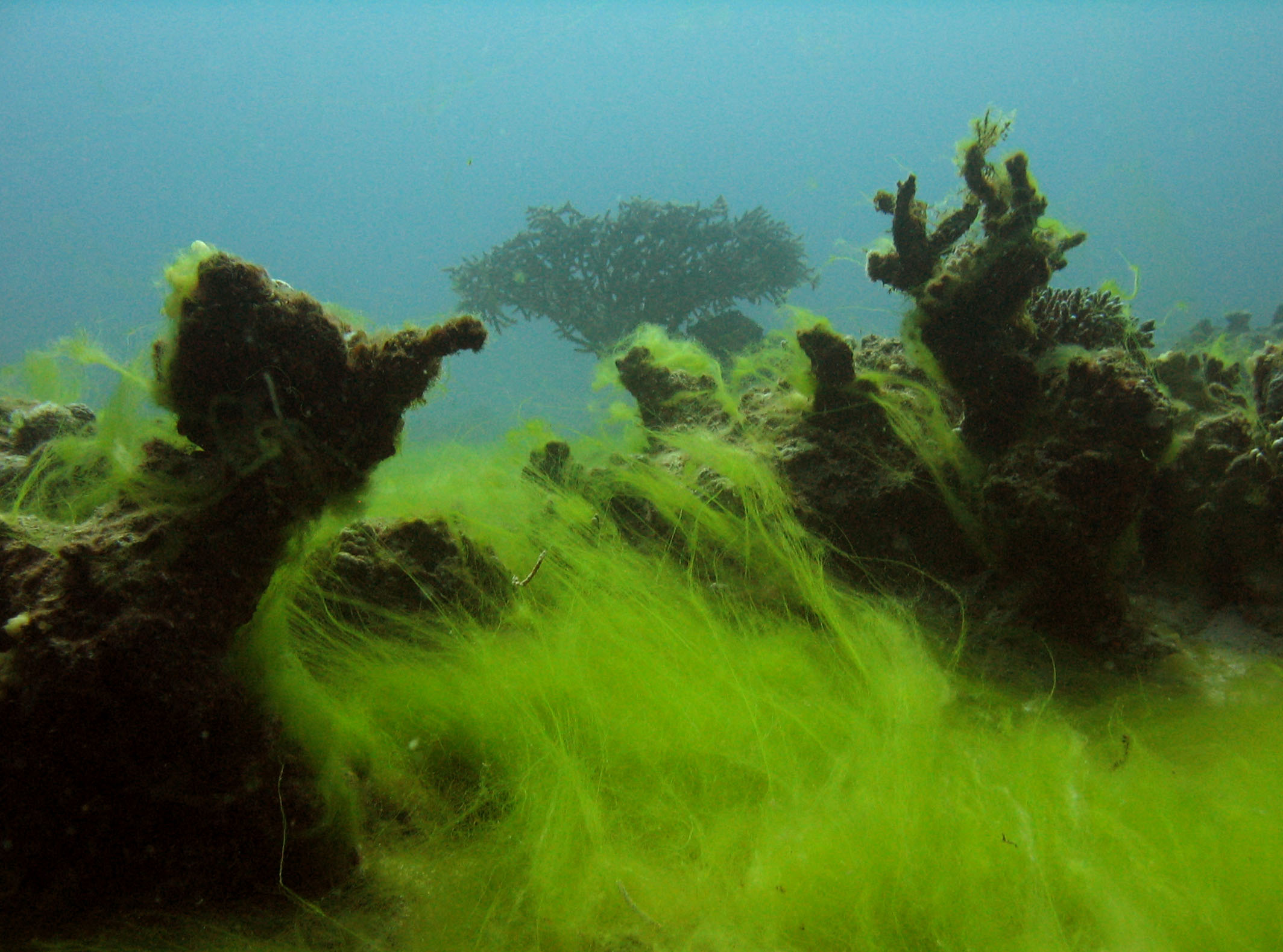 Водоросли обитают в воде откуда впитывают. Водная среда жизни. Морские водоросли среда обитания. Подводный мир водоросли. Водная среда водоросли.