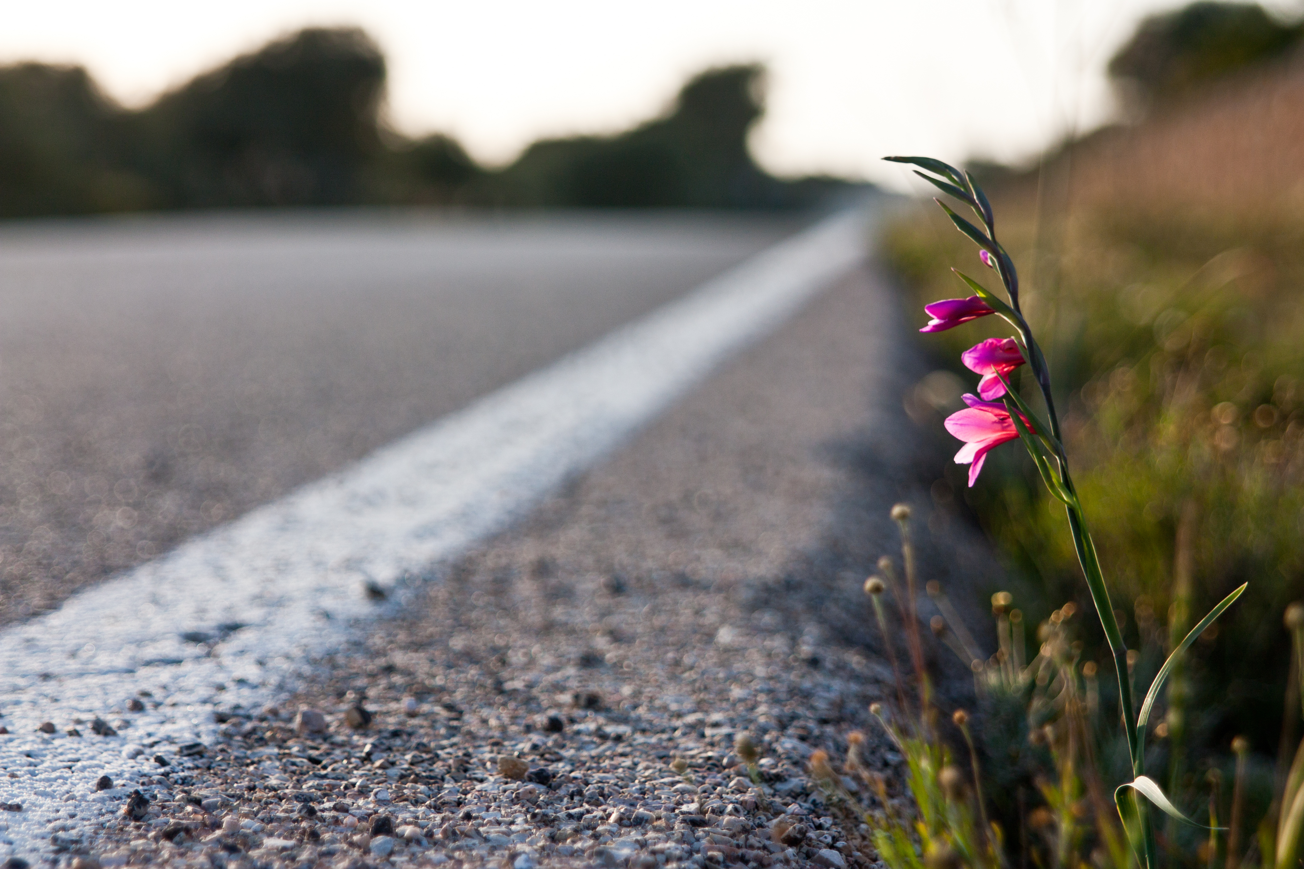 Растет около дороги. Одинокий цветок. Цветы вдоль дорог. Цветы на обочине. Весенняя дорога.