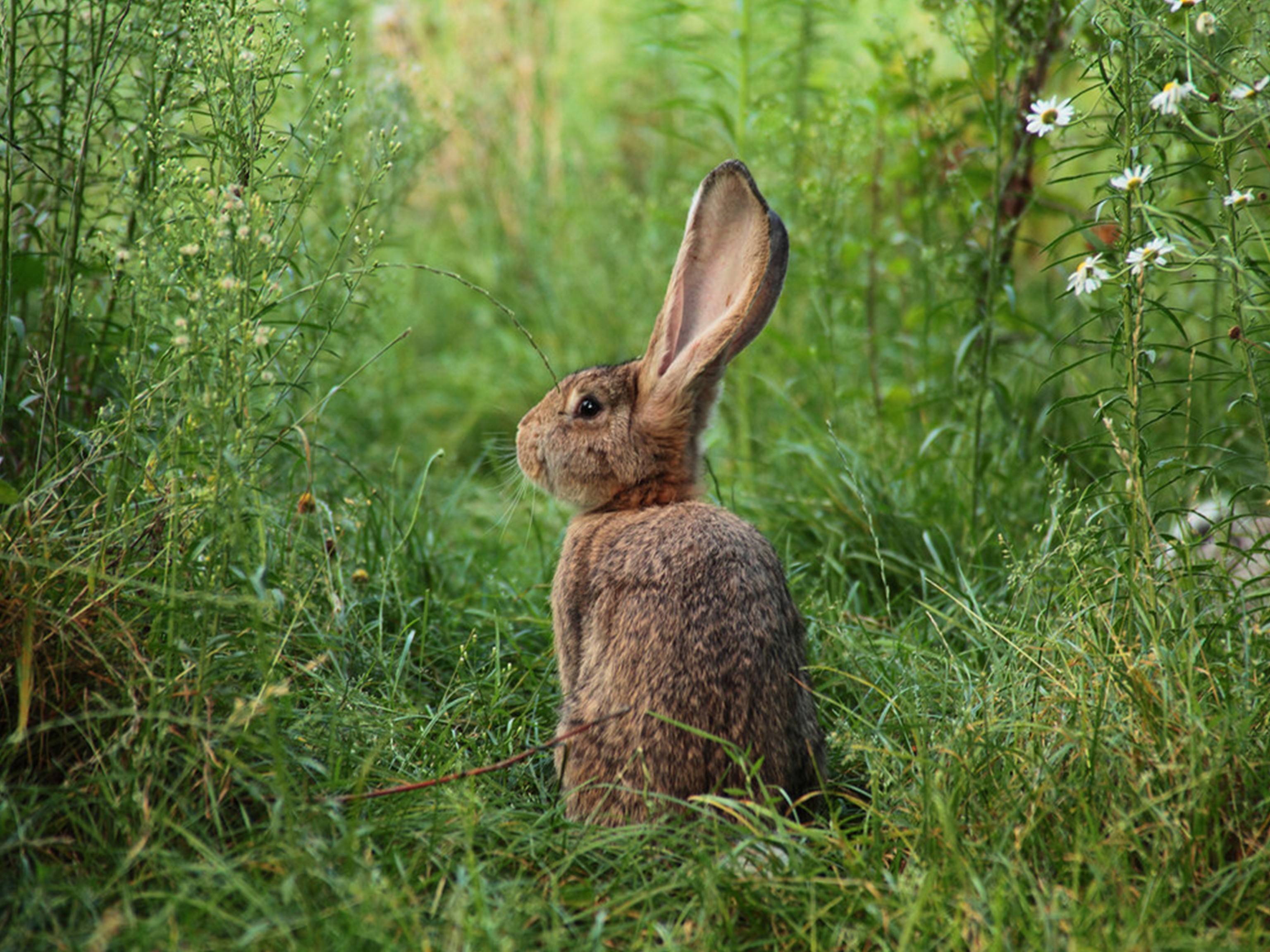 Следующая зайчик. Заяц. Заяц в лесу. Добрый заяц. Заяц со спины.