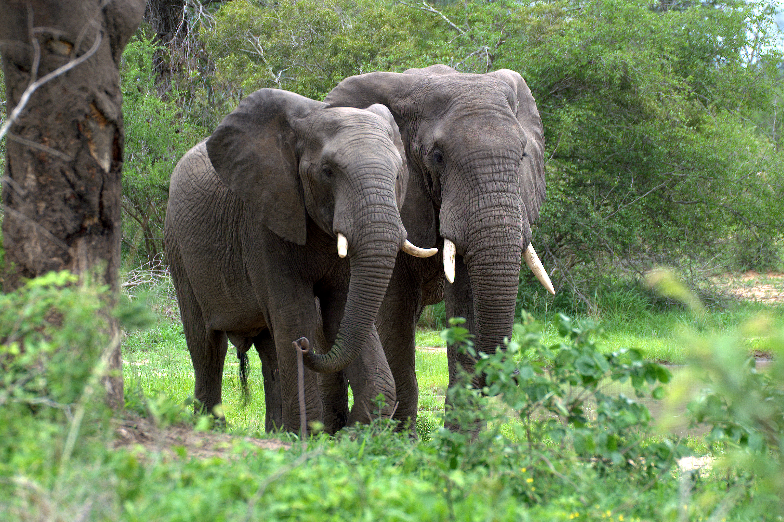 Сколько диких слонов. Лесные слоны Африки. Африканский Лесной слон. Loxodonta cyclotis. Африканский Лесной слон и саванный.
