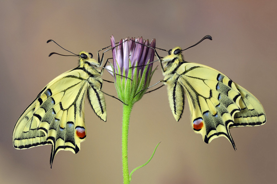 Цветок похож на крылья бабочки. Асимметрия в природе. Бабочка симметрия. Симметрия и асимметрия в природе. Асимметрия в живой природе.