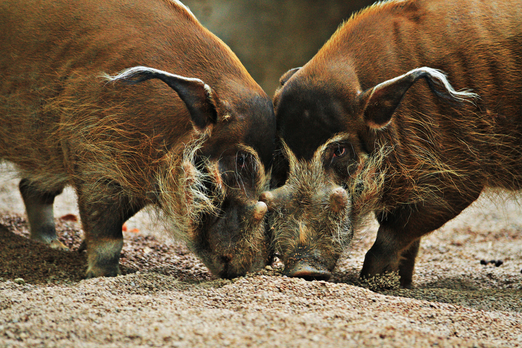 Свиньи в африке. Кистеухая свинья. Африканская кистеухая свинья. Red River Hog животное. Речная кистеухая свинья.
