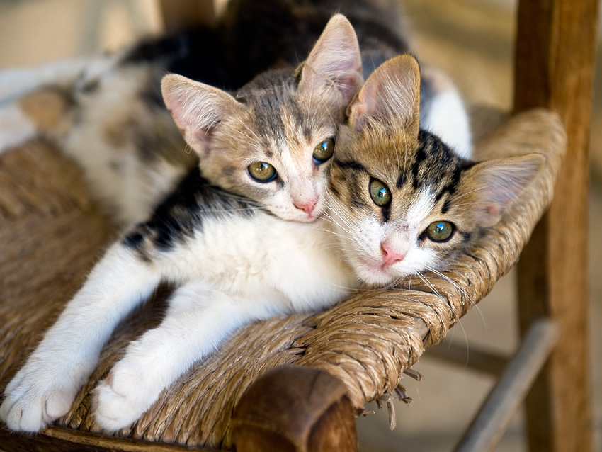  Domestic Cat 