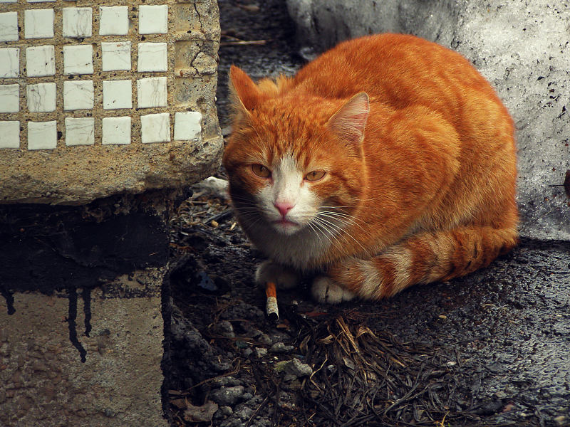 Рыжий бомж. Бездомный рыжий котенок. Грязный рыжий кот. Брошенный рыжий кот. Бездомные коты.