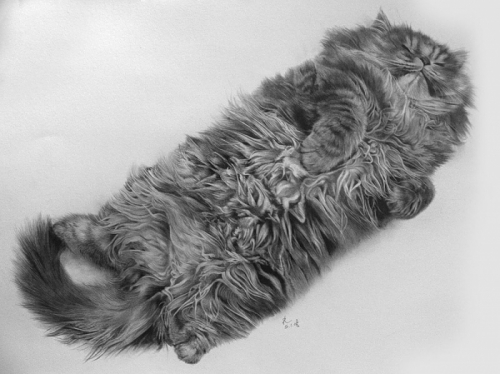 Pol Lung. Кошачьи зарисовки… (13 фото)