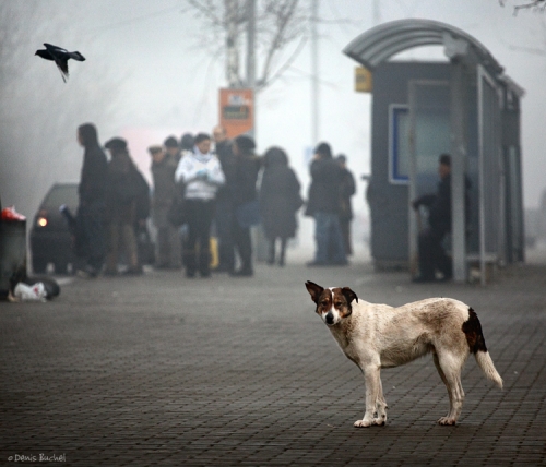 Фотограф Denis Buchel (Dog`s Life) (41 фото)