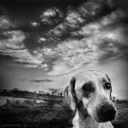 Фотограф Denis Buchel (Dog`s Life) (41 фото)