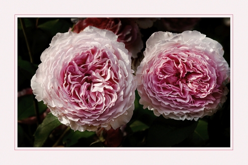 Прекрасные цветы Angelika Hoh (60 фото)