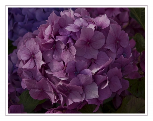 Прекрасные цветы Angelika Hoh (60 фото)