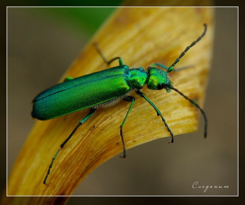Окружающий мир через фотообъектив - Insects: Coleoptera (Насекомые: Жуки) Часть 8 (282 фото)