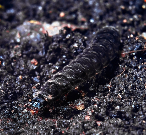 Окружающий мир через фотообъектив - Insects: Coleoptera (Насекомые: Жуки) Часть 4 (172 фото)